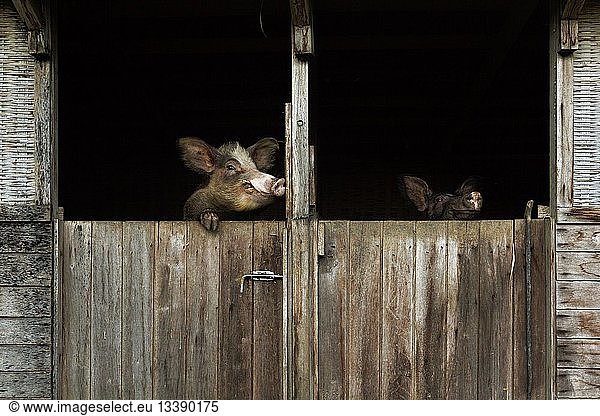 France  Ile de la Reunion (French overseas department)  Saint Philippe  Basse Vallee  pigs in their pens