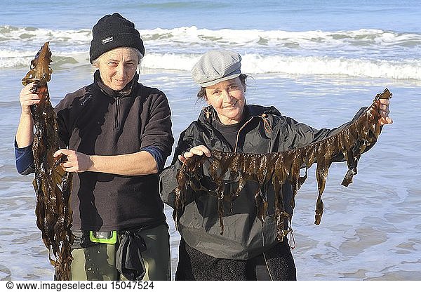 France  Ille et Vilaine  Emerald Coast  Saint Lunaire  Nathalie Hamon and Nathalie Ameline harvested on the beach seaweed (here wakame) to turn them into gourmet products and sell them under the brand Alg'Emeraude