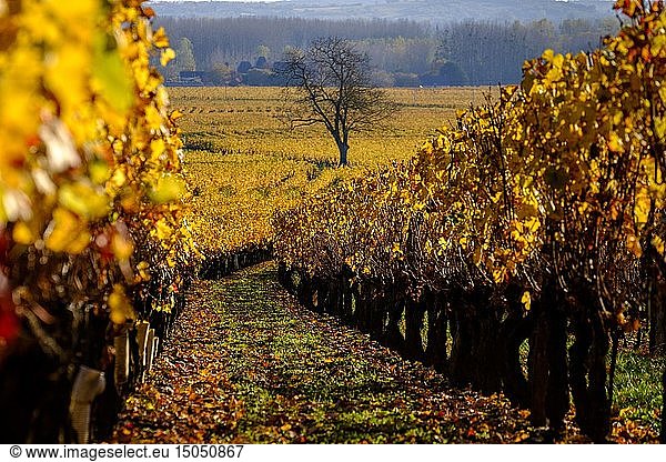 France  Indre et Loire  Bourgueil  vineyard in autumn
