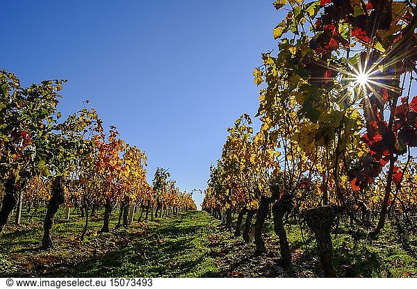 France  Indre et Loire  Bourgueil  vineyard in autumn