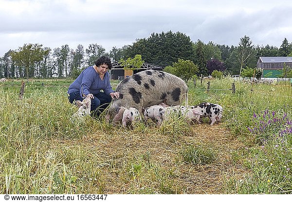 France  Indre et Loire Courcoué  organic outdoor hog farming
