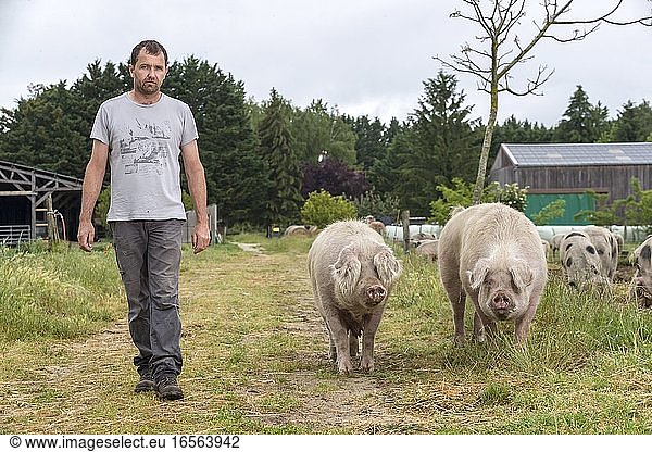 France  Indre et Loire Courcoué  organic outdoor hog farming
