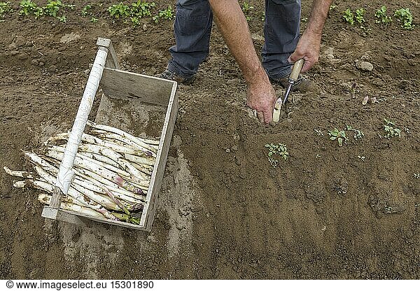France  Indre et Loire Courcoué  picking asparagus