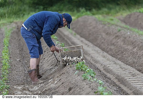France  Indre et Loire Courcoué  picking asparagus
