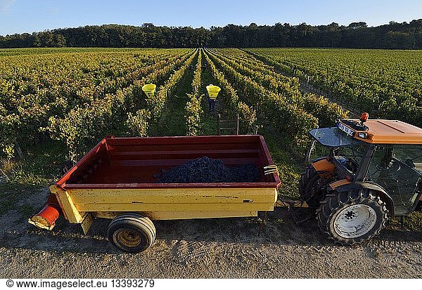 France  Indre et Loire  Loire Valley  grape harvesting in the Bourgueil vineyard
