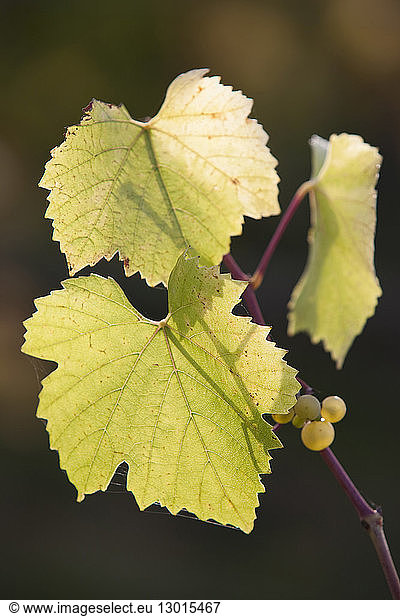 France  Indre et Loire  Loire Valley  listed as World Heritage by UNESCO  Amboise  detail of vineyard's leaves