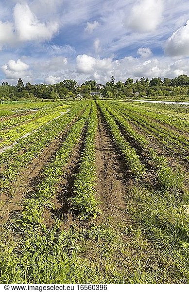France  Indre et Loire  Loire valley listed as World Heritage by UNESCO  Fondettes  la petite fève organic producer  vegetable fields