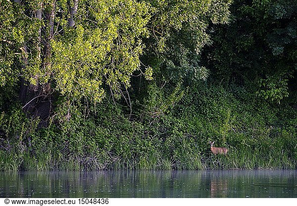 France  Indre et Loire  Loire Valley listed as World Heritage by UNESCO  roe deer along the Loire river