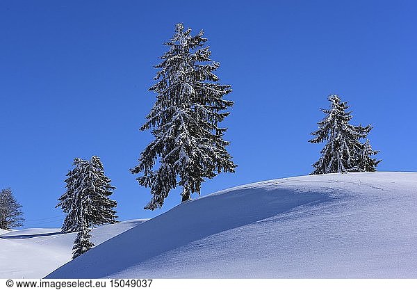 France  Jura  GTJ  great crossing of the Jura on snowshoes  snow laden landscape of the Hautes Combes plateau