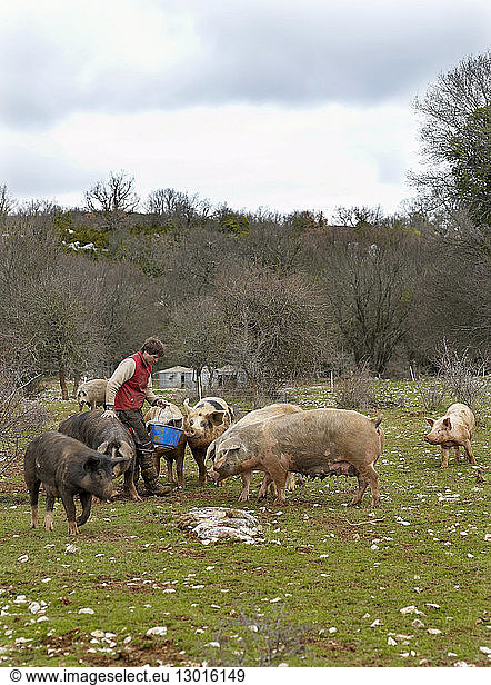 France  Larzac  Aveyron  feature: Epic Pork  Nicolas Brahic and his suckling pigs