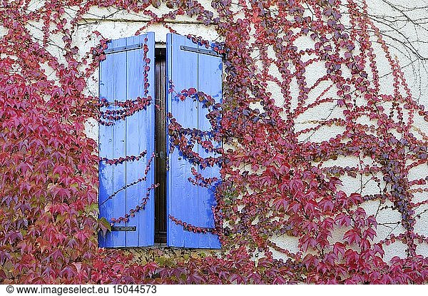 France  Lot  Escamps  Pech de Cheval (place called)  blue shutters invaded by red ivy