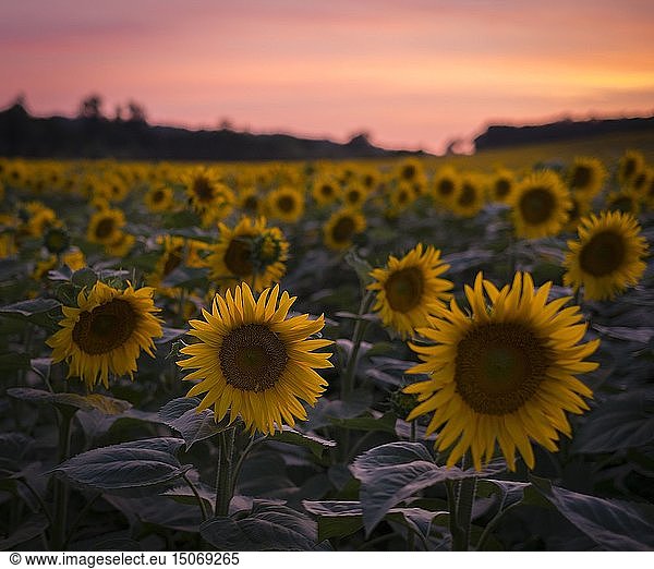 France  Lot et Garonne  Cancon  Sunflowers at sunset