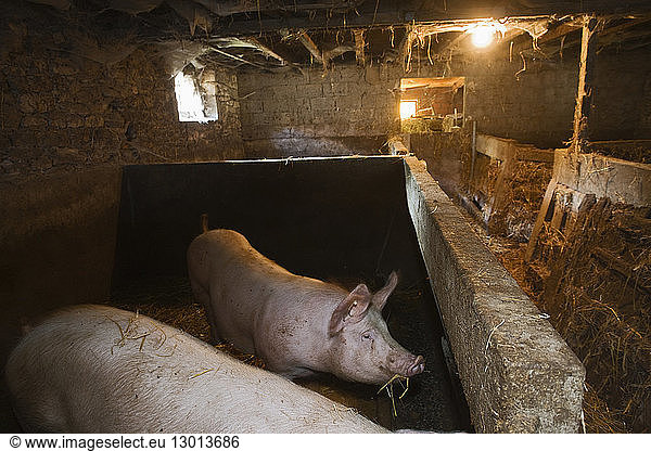 France  Lot  pig breeding Julien Dale