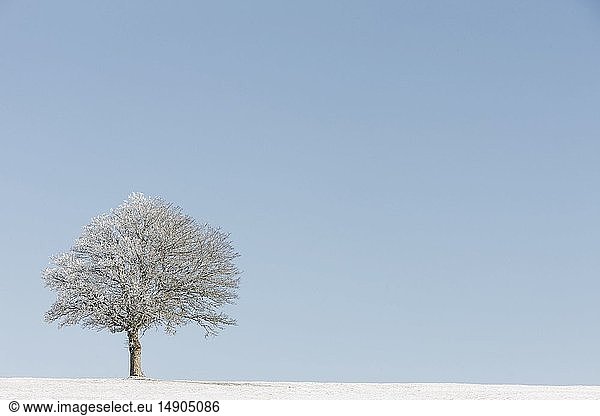 France  Lozere  Aubrac  Saint Laurent de Muret  Le Faltre  snowy tree