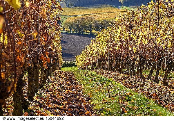 France  Maine et Loire  Anjou  vineyard of Champigny in autumn