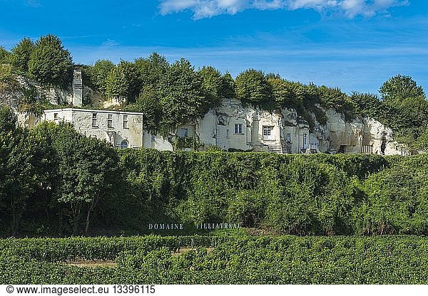 France  Maine et Loire  Loire valley listed as World Heritage by UNESCO  Turquant  Domaine Filliatreau