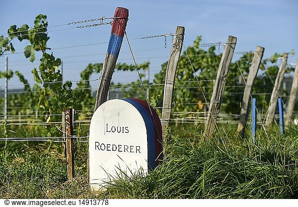 France  Marne  Vertus  Cote des Blancs  border bounding plot of land in a vineyard of Champagne classified Premier Cru
