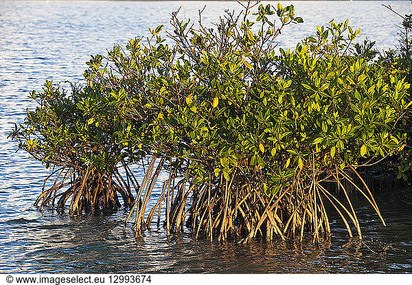 France  Martinique (French West Indies)  Coastal Protection Agency  the Salines pond  located north of English Bay  the mangrove