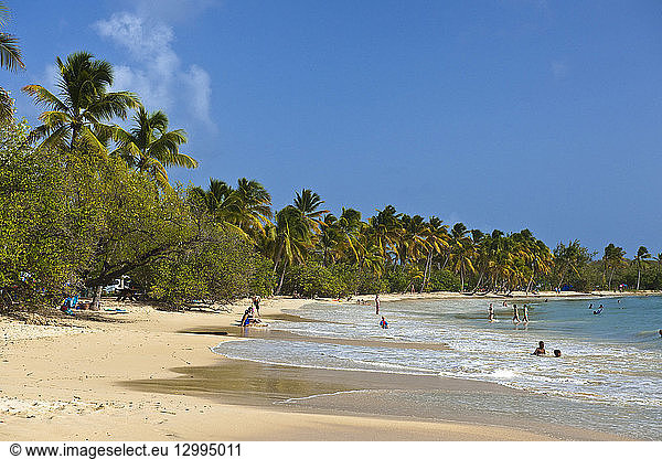 France  Martinique (French West Indies)  Grande Anse des Salines  the beach