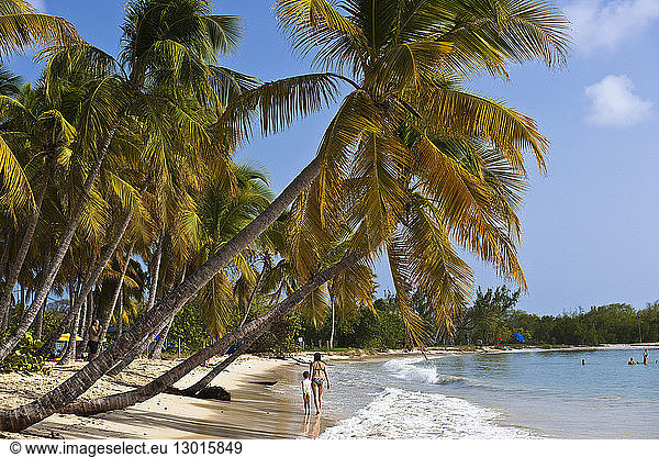 France  Martinique (French West Indies)  Grande Anse des Salines  the beach
