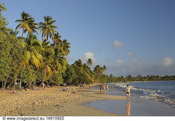 France  Martinique (French West Indies)  Sainte Anne  beach of the Salines