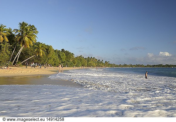 France  Martinique (French West Indies)  Sainte Anne  beach of the Salines  foam of sea