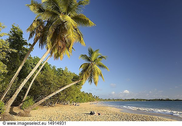 France  Martinique (French West Indies)  Sainte Anne  beach of the Salines  inclined coconuts on the beach