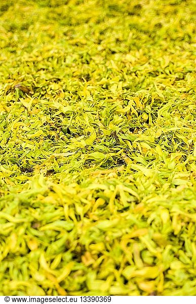 France  Mayotte island (French overseas department)  Grande Terre  Combani  ylang ylang flower petals (Cananga odorata) to dry before distillation of the essential oil