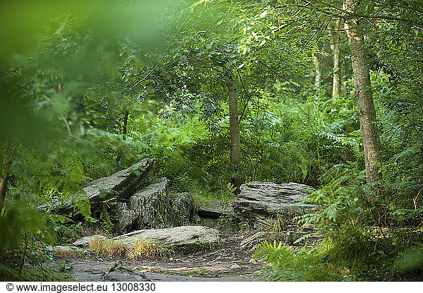 France  Morbihan  Campeneac  forest of Broceliande  Tombeau des Geants (Giant's Tomb)  neolitic sepulchre