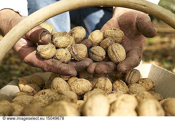 France  Occitan  Lot  Masclat  Pascal Marcou  producer of Perigord nuts  GAEC des Rousses  AOP  Harvesting nuts