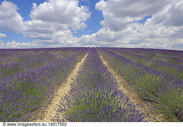 France  Provence-Alpes-Cote d'Azur  Lavender field in Plateau de Valensole