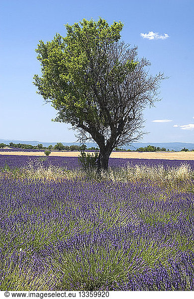 FRANCE Provence Cote d’Azur Alpes de Haute Provence Plateau de Valensole. Tree growing in lavender field.