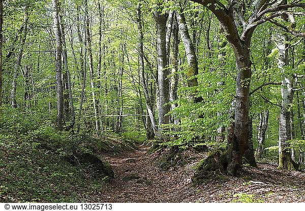 France  Puy de Dome  Parc Naturel Regional des Volcans d'Auvergne (Regional Nature Park of the Volcanoes of Auvergne)  forest of beech tree