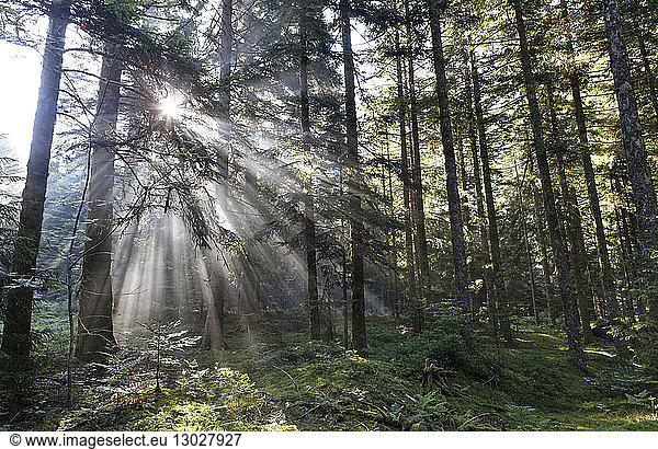 France Puy de Dome Parc Naturel Regional Livradois Forez (Natural regional park of Livradois Forez) forest of Boisgrand populated Douglas Fir (Pseudotsuga menziesii) rays of sun
