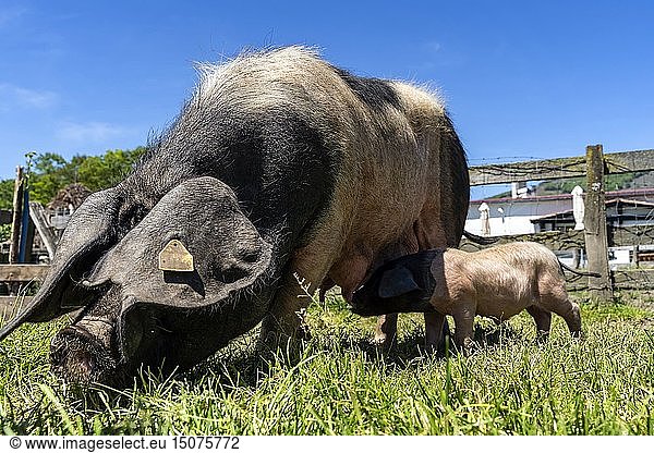 France  Pyrenees Atlantiques  Basque country  Pierre Oteiza  breeder and artisan in the Aldudes Valley  black pork of the Basque Country