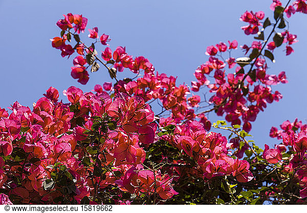 France  Red great bougainvillea (Bougainvillea spectabilis) in bloom