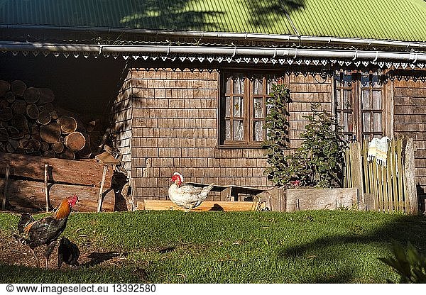 France Reunion island (French overseas department) Parc National de La Reunion (Reunion National Park) listed as World Heritage by UNESCO Belouv e farm animals before the front of the shelter in the morning