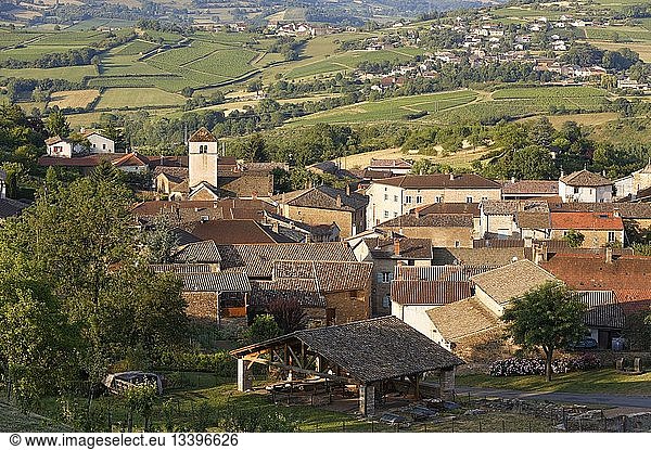 France  Saone et Loire  Berze la Ville  vineyard of Maconnais