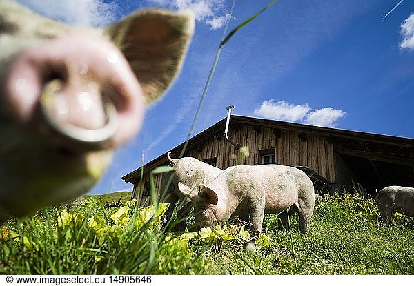 France  Savoie  Beaufortain valley  Beaufort sur Doron  Treicol mountain pasture  Lavachey chalet  pigs fed in the whey
