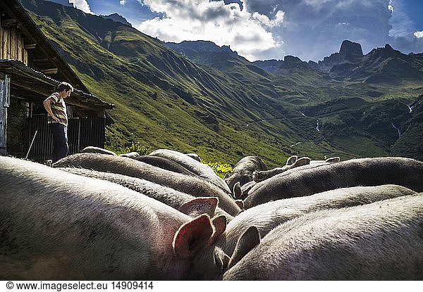 France  Savoie  Beaufortain valley  Beaufort sur Doron  Treicol mountain pasture  Lavachey chalet  pigs fed in the whey