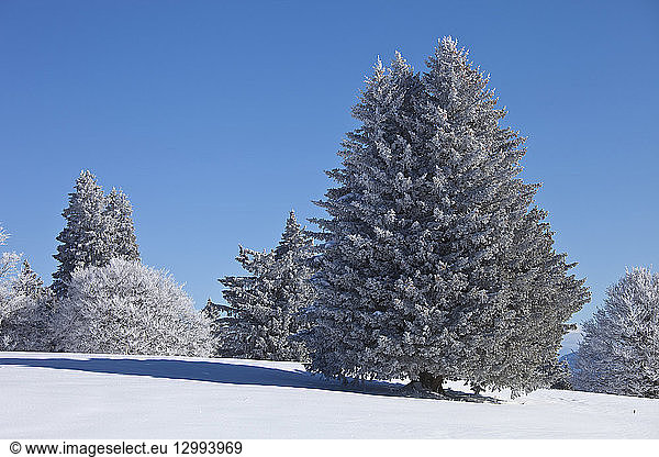 France  Savoie  La Feclaz  Massif des Bauges Natural regional Park  spruce covered in frost