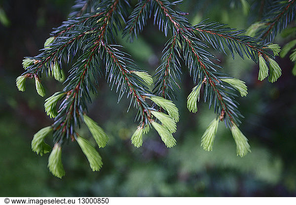 France  Savoie  Val d'Arly  young shoots of spruce (Picea abies)