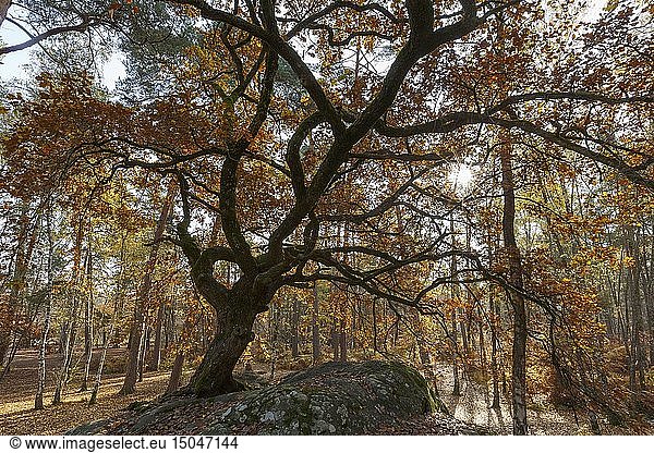 France  Seine et Marne  Fontainebleau and Gatinais Biosphere Reserve  Fontainebleau forest listed as Biosphere Reserve by UNESCO  the forest in autumn in the Rocher Canon area  the Bonzai oak tree of the Rocher Canon labelled as one of the most notable tree of Fontainebleau forest