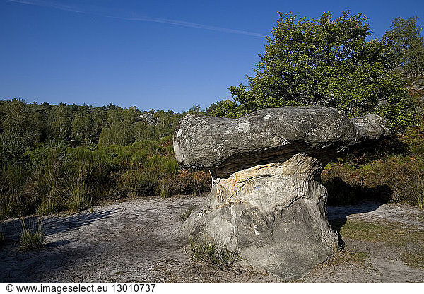 France  Seine et Marne  Fontainebleau Forest  Gorges d'Apremont area  mushroom rock
