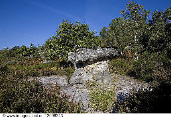 France Seine et Marne Fontainebleau Forest Gorges d'Apremont area mushroom rock and vegetation