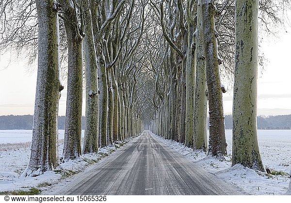 France  Seine et Marne  Vaux le Vicomte  road lined with plane trees  wintertime