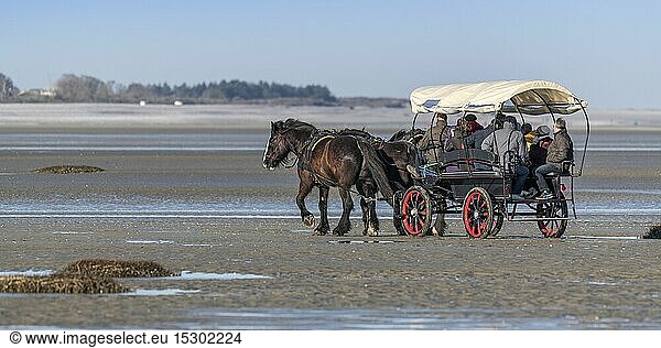 France  Somme  Baie de Somme  Le Crotoy  a horse drawn carriage driven by draft horses takes tourists to see the seals in the Baie de Somme at low tide