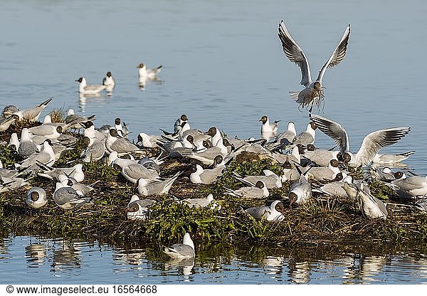 France Somme Baie de Somme Le Crotoy March of Le Crotoy at spring the colony of black-headed gulls (Chroicocephalus ridibundusl) settles on the islets of the marsh ponds gulls bring materials to build a rough nest and landings are the occasion for many battles and spats