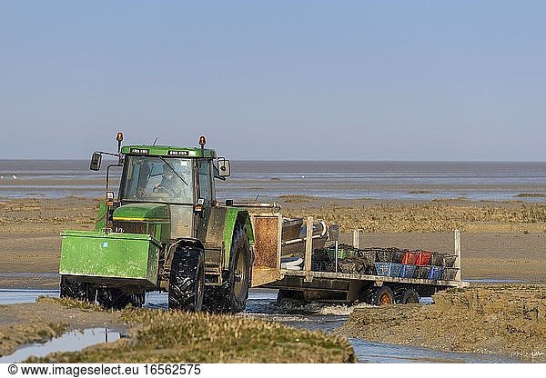 France  Somme  Baie de Somme  Natural Reserve of the Baie de Somme  Le Crotoy  Maye Beach  mussel farmers return in a tractor from the beach where they raise the mussels