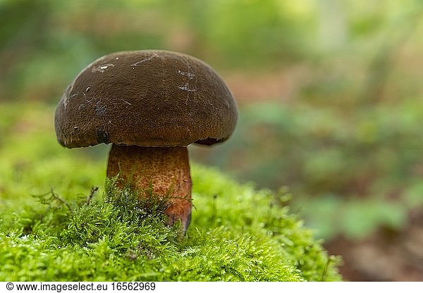 France  Somme (80)  Crécy Forest  Crécy-en-Ponthieu  Neoboletus luridiformis - Red Footed Boletus - The mushrooms of Crécy Forest in autumn